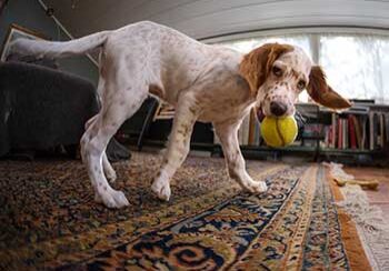 Fuzzy Wuzzy Rug Cleaning