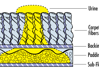 pet urine removal