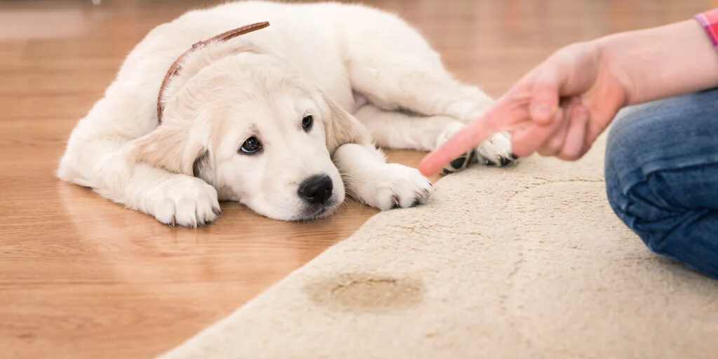 How to Remove Pet Stains from Rugs