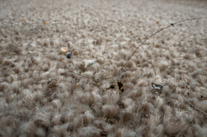 Is Your Rug Making You Sick? Hidden Dirt You Can’t See