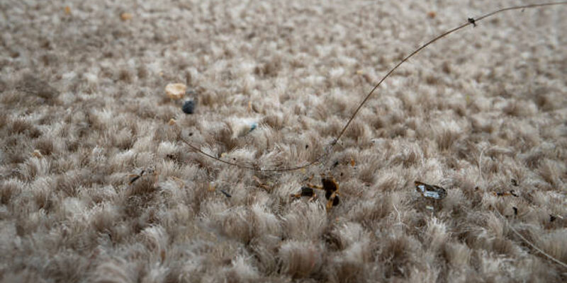 Is Your Rug Making You Sick? Hidden Dirt You Can’t See