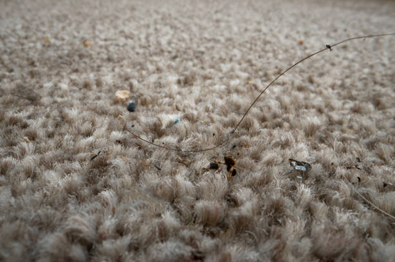 Is Your Rug Making You Sick? Hidden Dirt You Can’t See